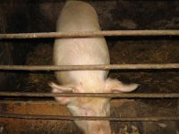 frizz-galerie_2009.04.09_33