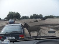 frizz-galerie_2010.08.12-18_25